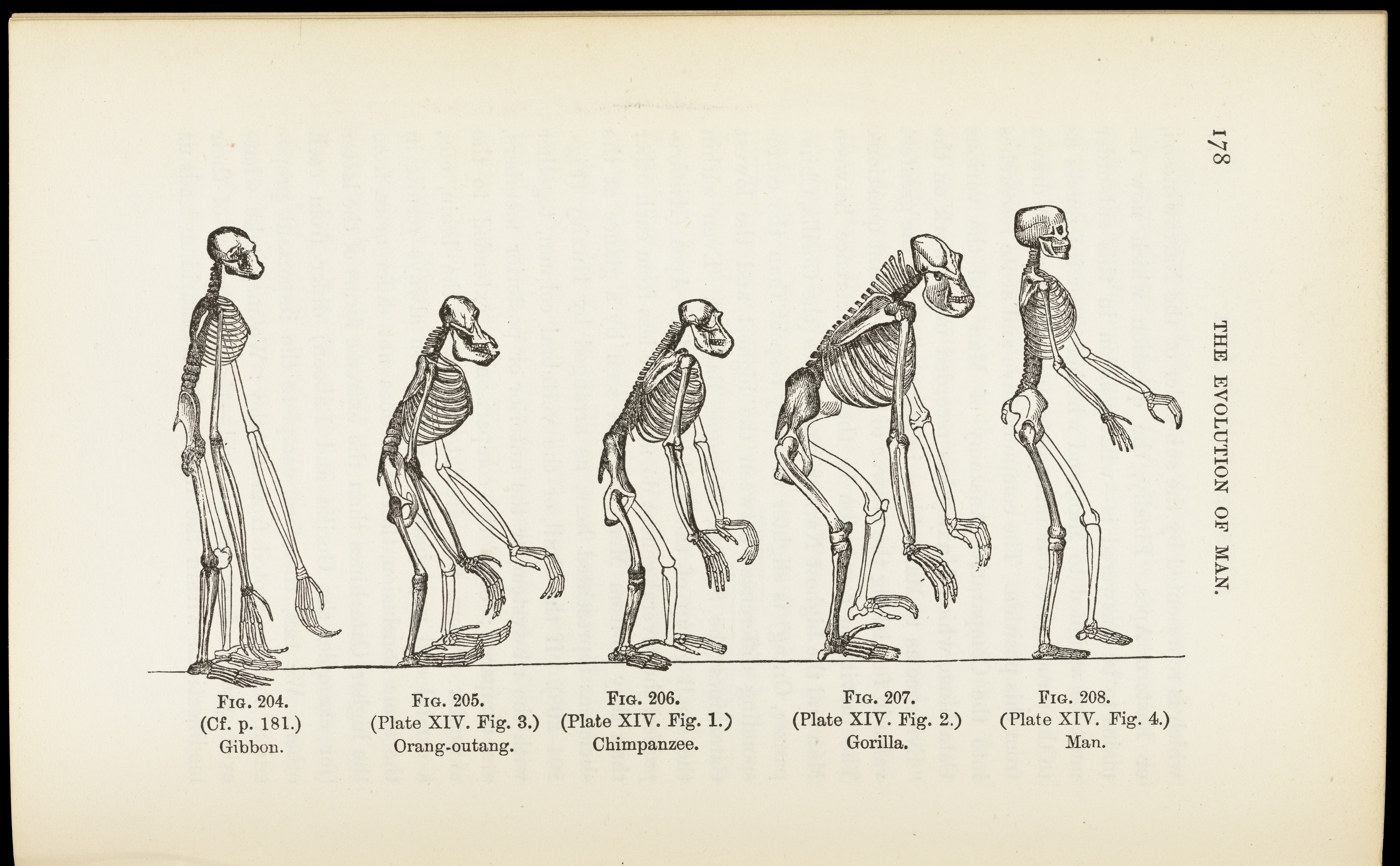 An introduction to evolutionary algorithms for dummies
