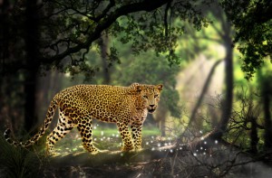leopard  